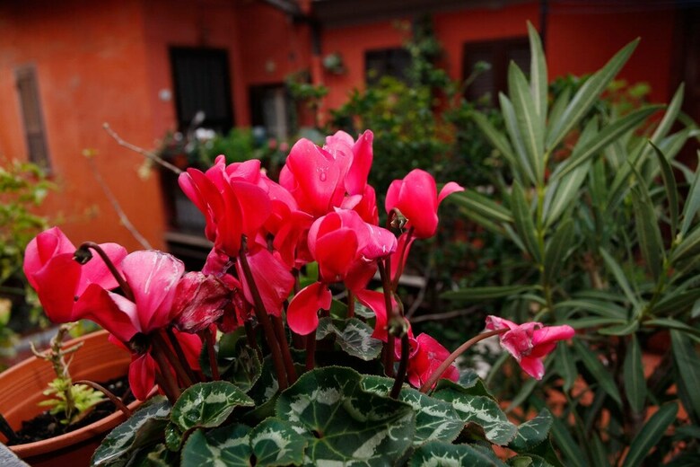 Apartamento Wonder Trastevere Corner