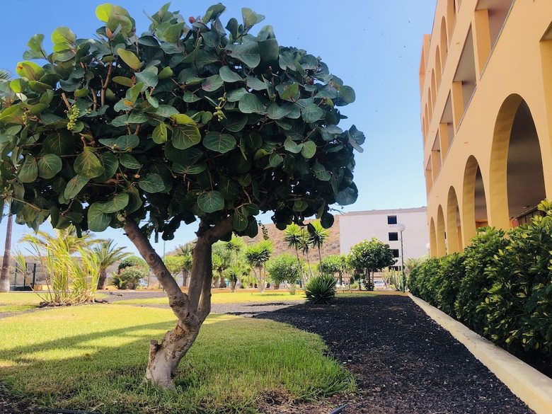 Apartamentos Bouganvilla