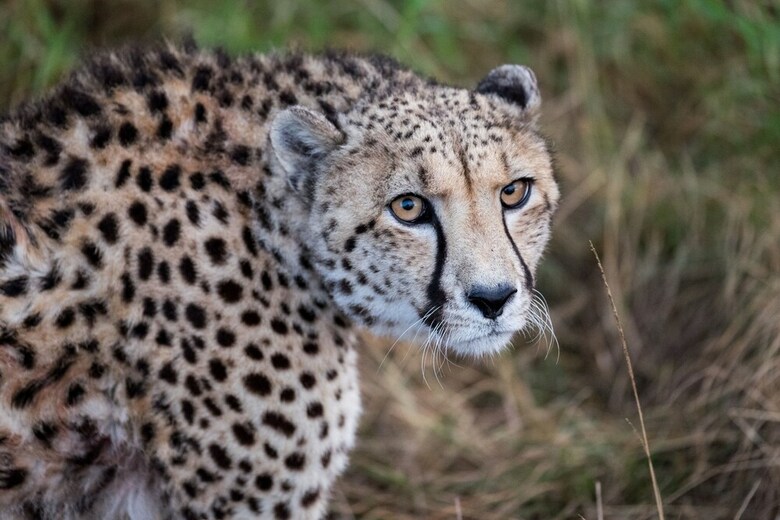 Hotel Plettenberg Bay Game Reserve