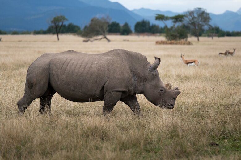 Hotel Plettenberg Bay Game Reserve