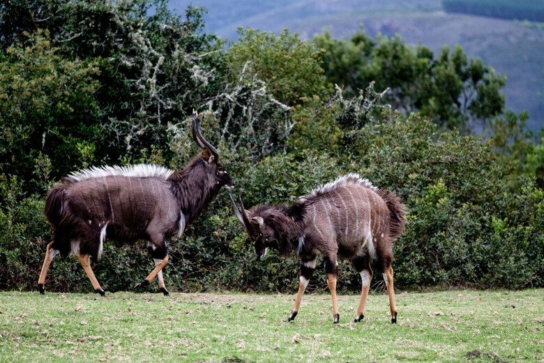 Hotel Plettenberg Bay Game Reserve
