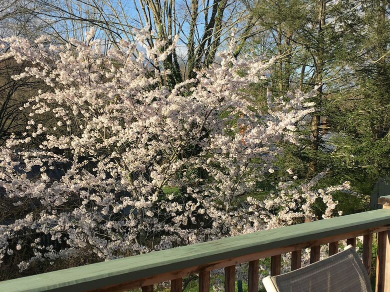 Jonesborough Bed And Breakfast