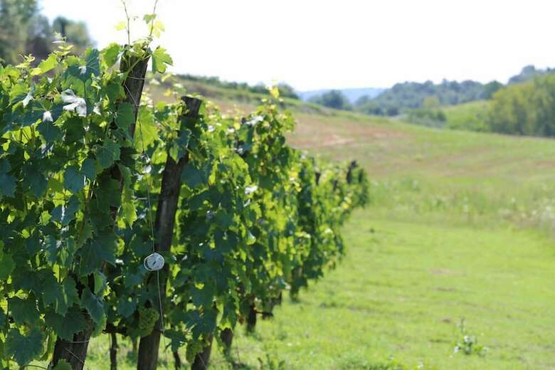 Agroturismo Verdidea - Podere Della Bruciata