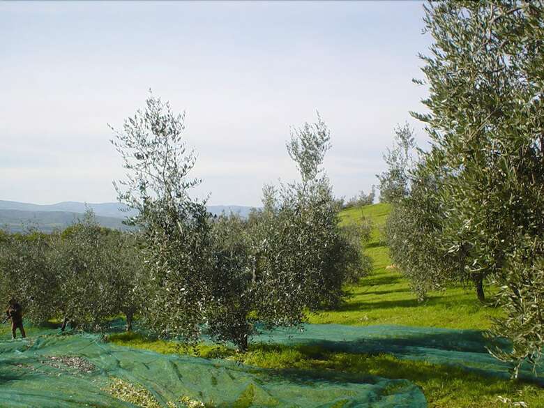 Villa Verdidea - Vallocchie