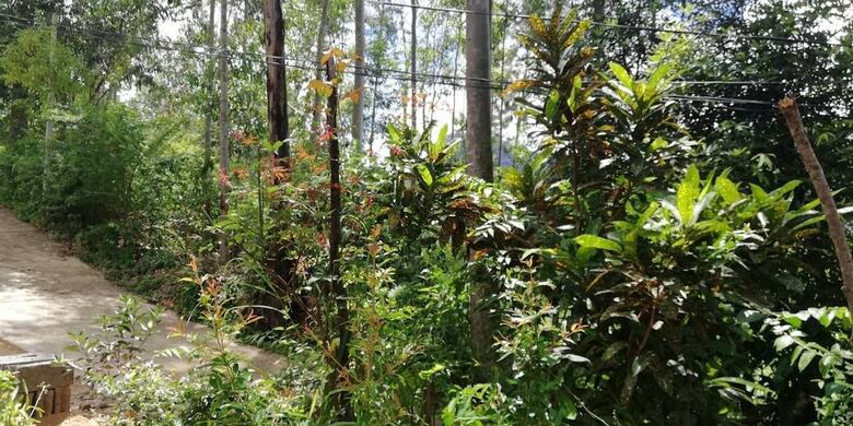 Hotel Ella Forest Eco View