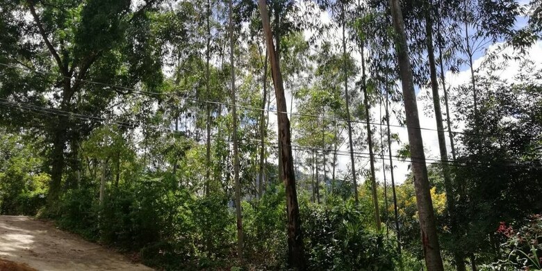 Hotel Ella Forest Eco View