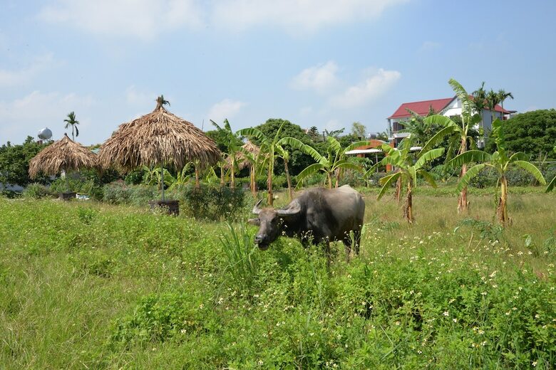 Hotel Viet Farm Homestay