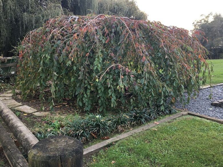 Bed & Breakfast Karapiro Willows Luxury B & B
