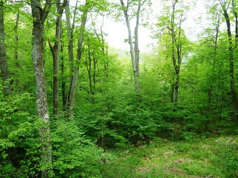 Cabana A_wild_woods_retreat