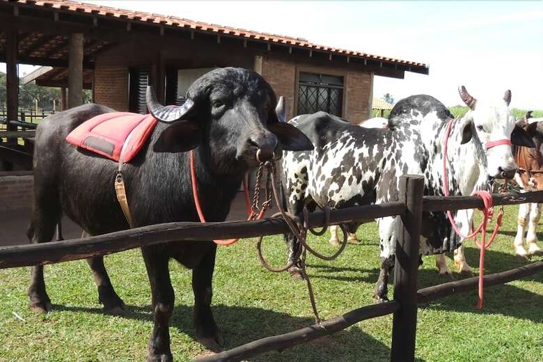 Hotel Barretos Country Resort