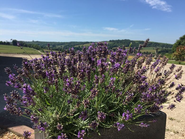 Gallops Farm Holiday Cottages