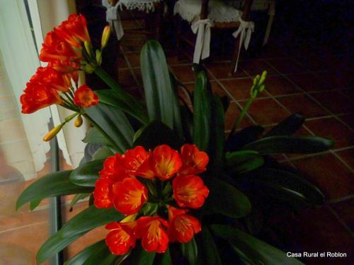 Hostal Casa Rural El Roblon