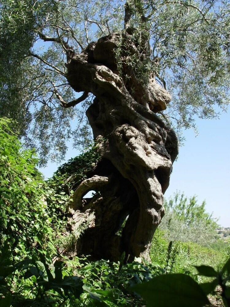 Agroturismo Le Case Di Don Peppino