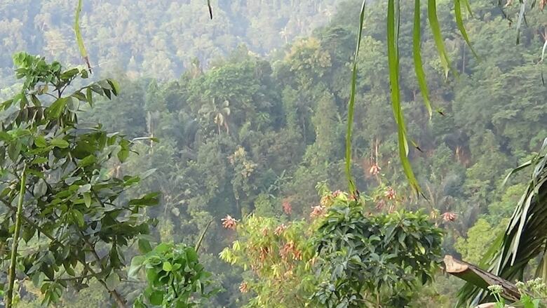 Bed & Breakfast Lotus Guesthouse Sudaji