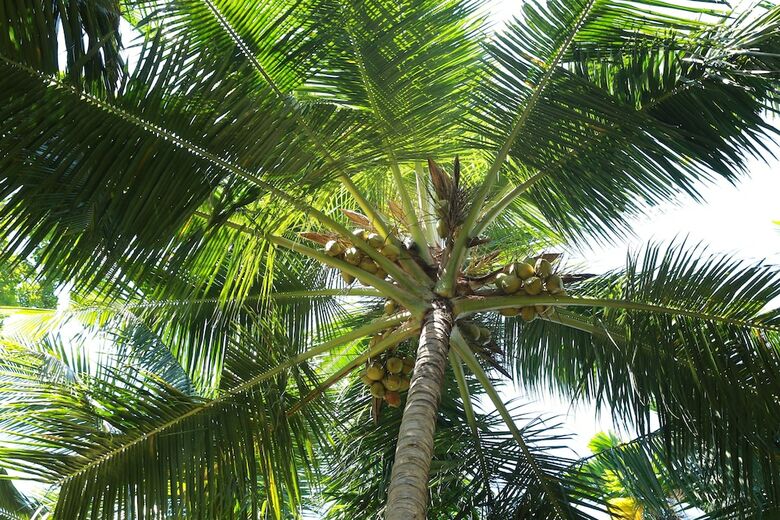 Bed & Breakfast Lime Cabanas-sri Lanka