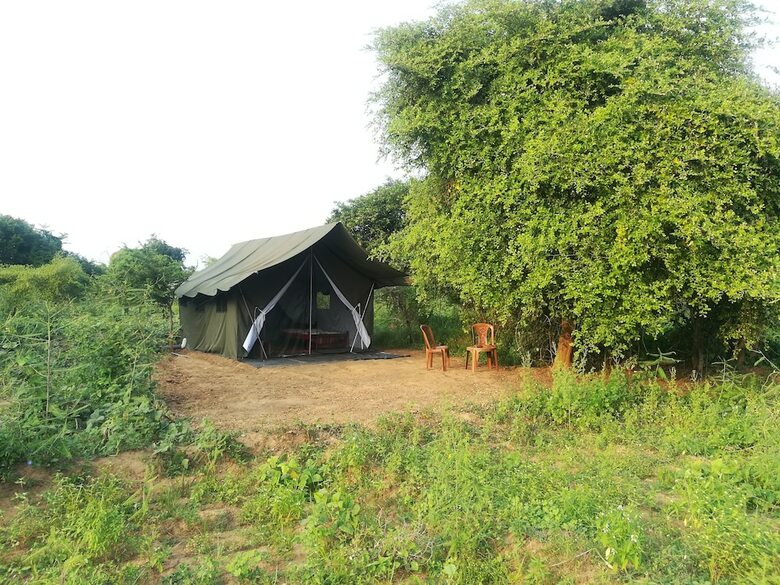 Wild Eco Safari
