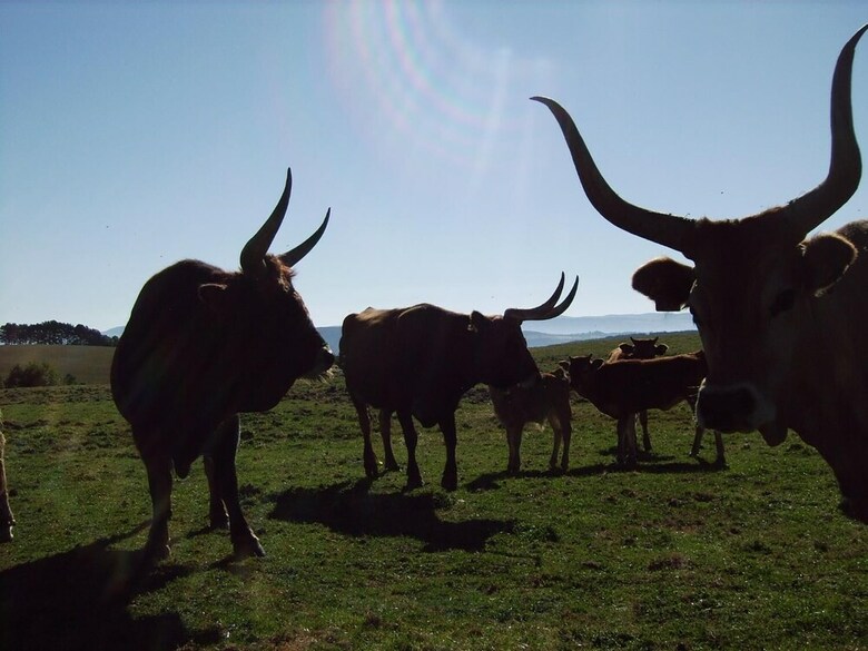 Agroturismo Casa Rural O Ventorrillo