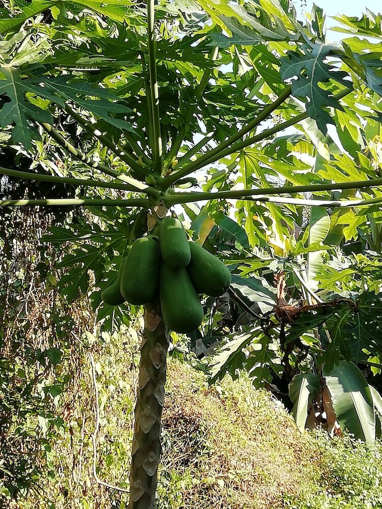 Hotel Longan Tree