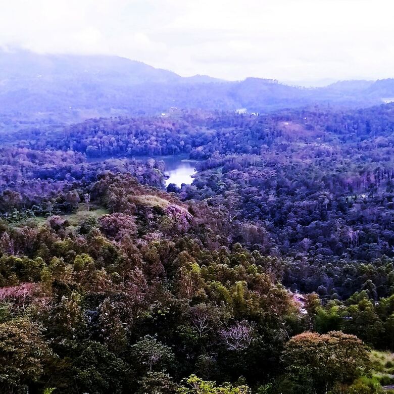 Bed & Breakfast Munnar Jungle Camp