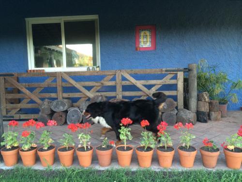 Posada Hoster�a Chacra Bliss