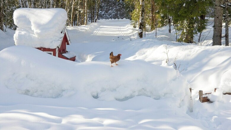 Pension Haus Wildbach