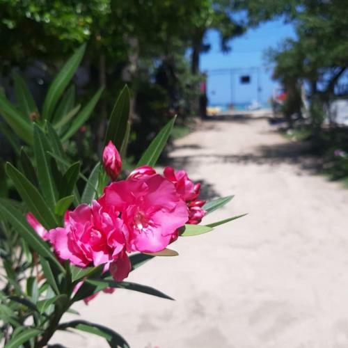 Hostal Villa Rosa