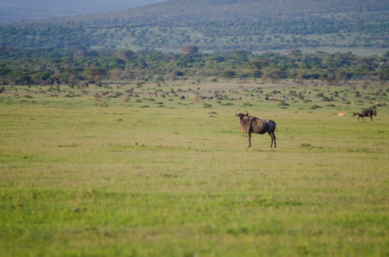 Mara Sidai Camp