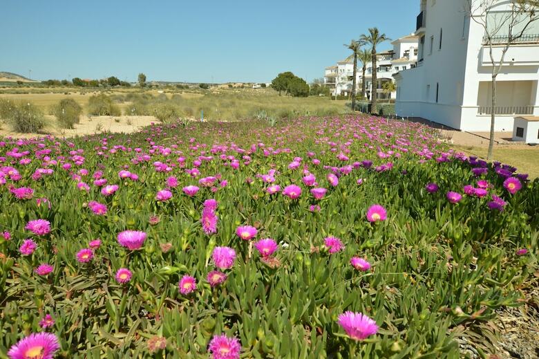 Hacienda Riquelme Serviced Apartments