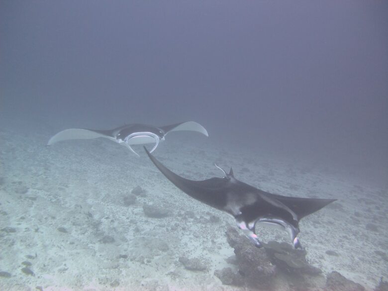 Hotel Sea Star Diving