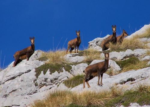Apartamentos Nevandi