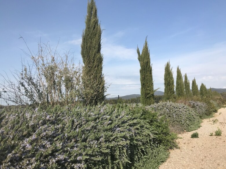 Hotel Bolgheri Resort