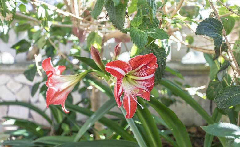 Apartamento Villetta Aloe