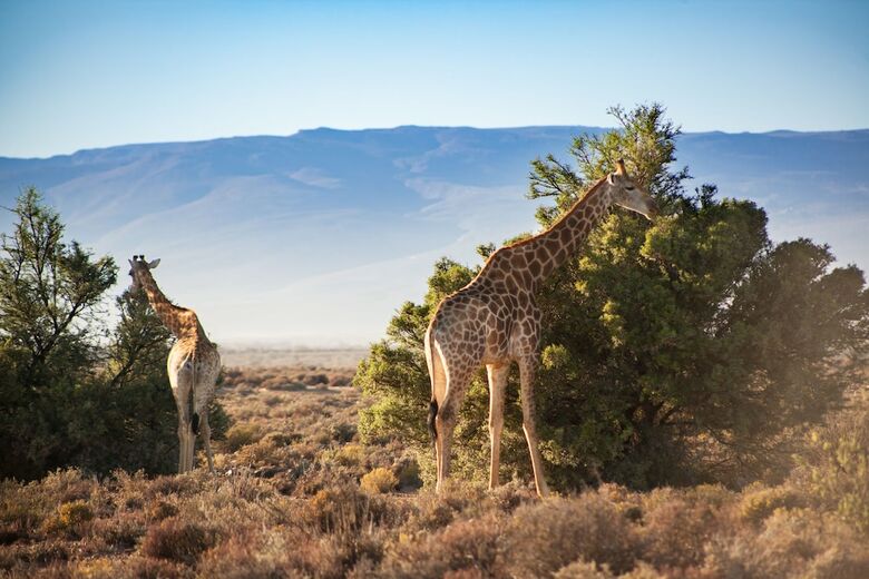 Kuganha Tented Camp