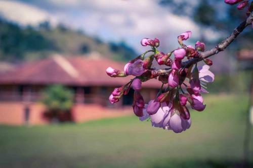 Hostal Pousada Das Flores