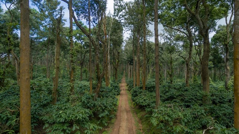 Ama Plantation Trails , Chikmagalur