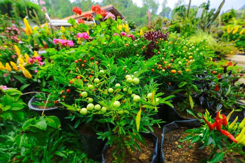 Apartamento Ella Flower Garden Resort