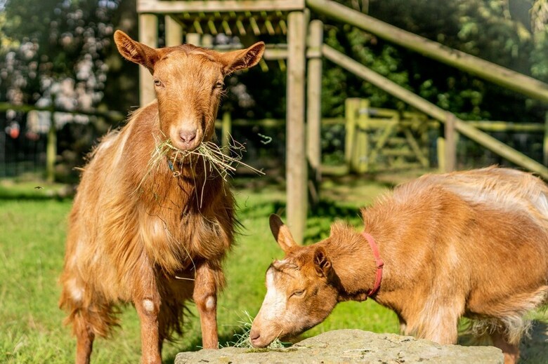 Agroturismo Rawcliffe House Farm