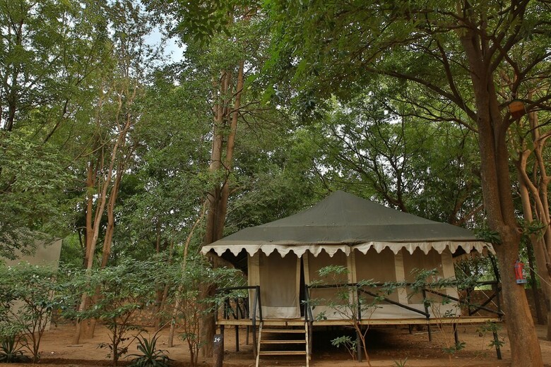 Tiger Machan