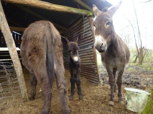 Hostal Le Moulin Du Bas Pes�