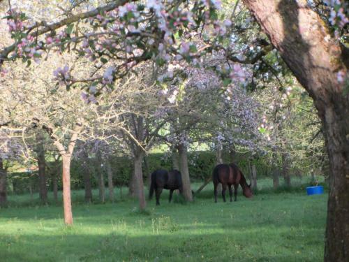 Bed & Breakfast Le Moulin De L`epinay