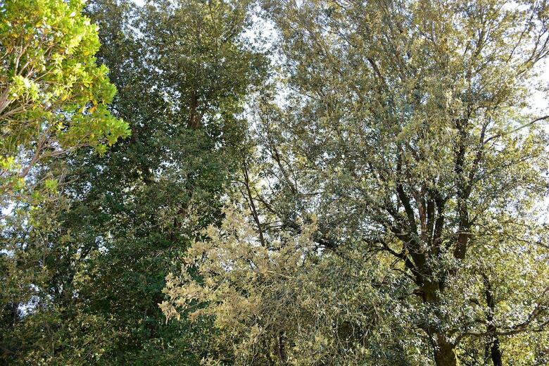 B&B Il Leccio Umbria