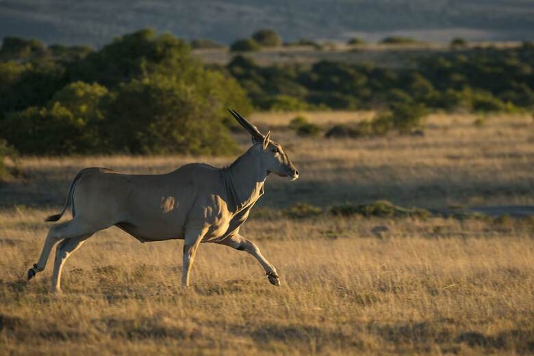 Hotel Shamwari Sindile - All Inclusive