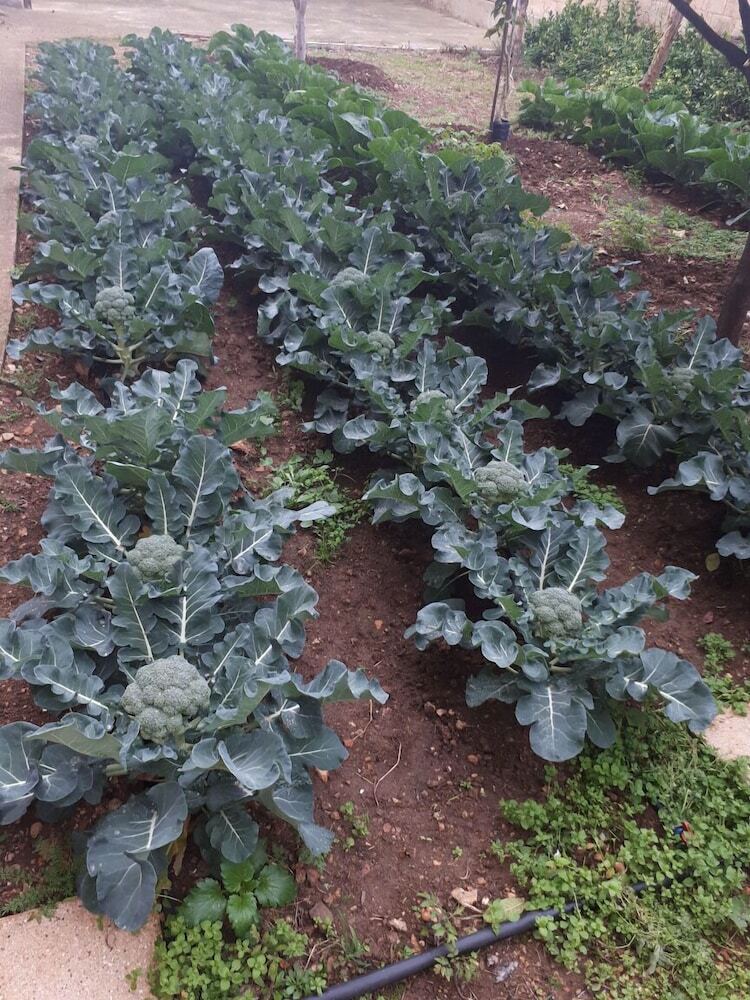Apartamento Il Giardino Del Corso Centrale