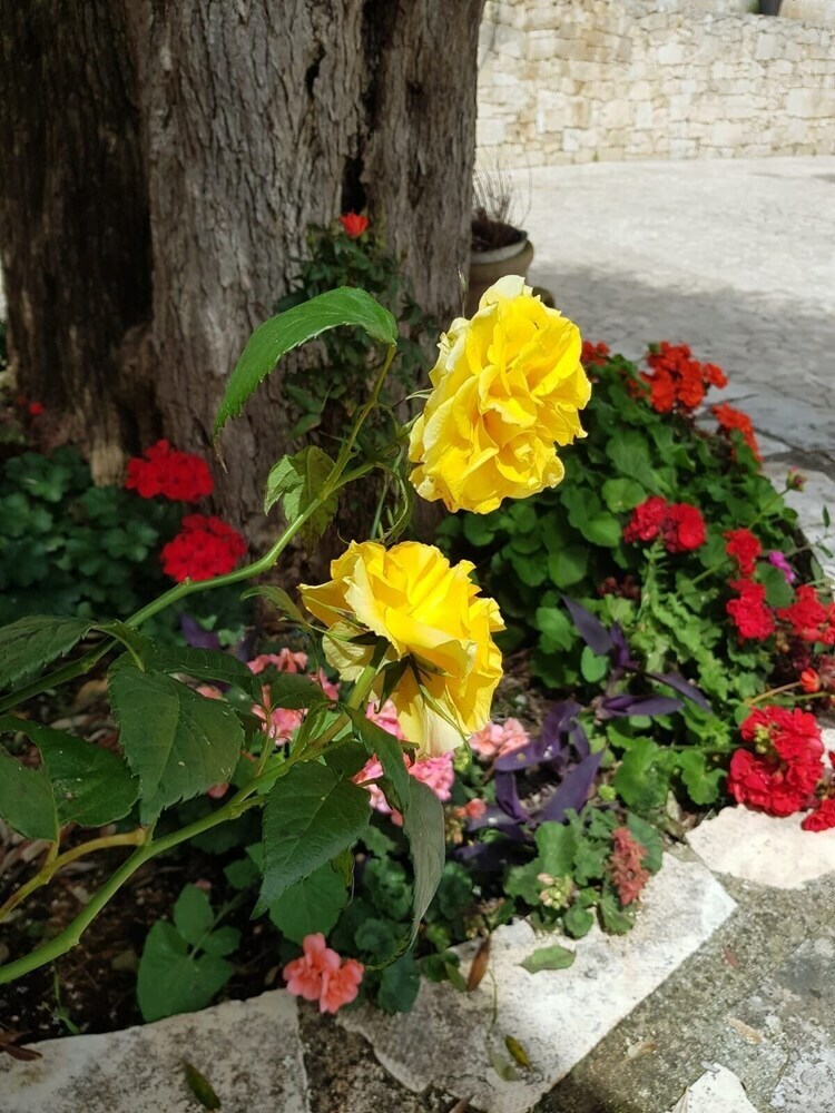 Guest House B&B Pietra Bianca