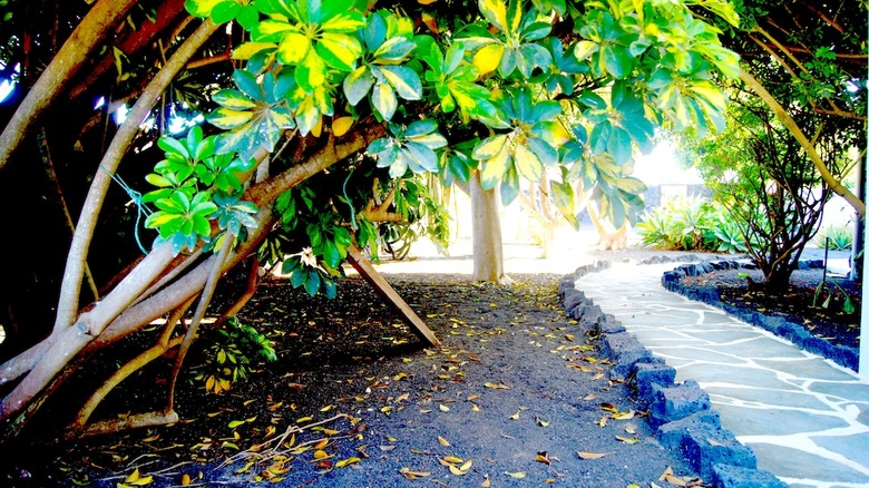 Agroturismo Finca La Rubina