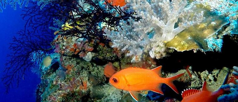 Hotel Aquaventure Manta Lodge - Scuba Divers