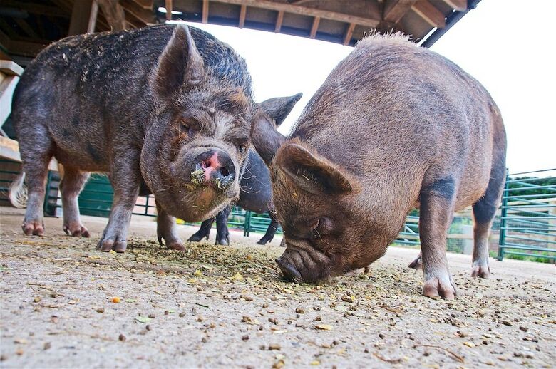 Northlands Farm & Lakes