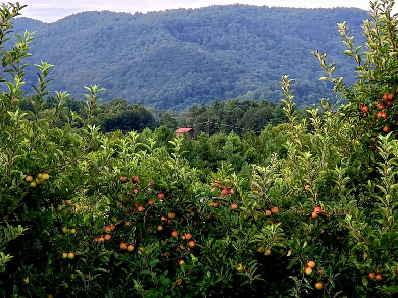 Blue Ridge Manor Bed And Breakfast
