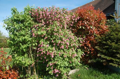 Gite Les Coquelicots