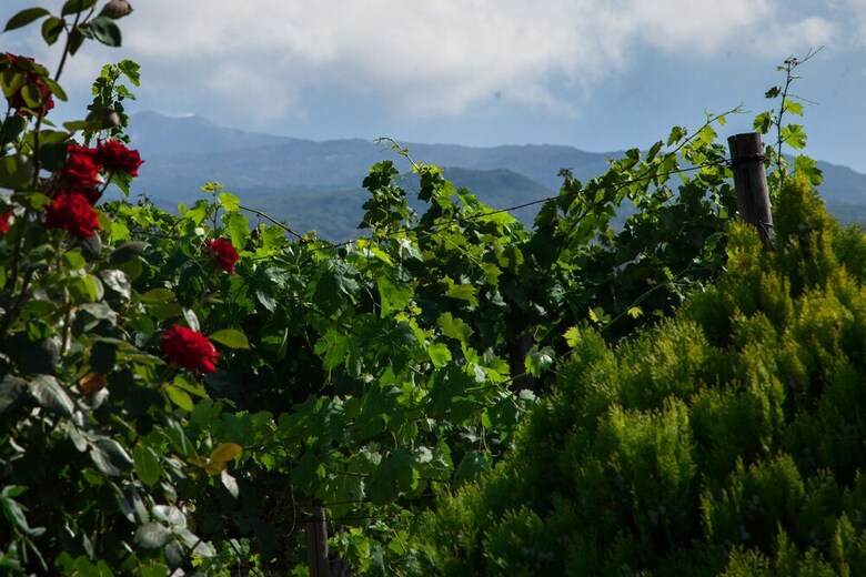 Agroturismo L'antica Vigna
